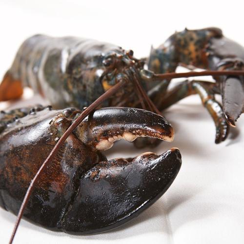 鲜活波士顿龙虾活体加拿大龙虾澳龙特大波龙澳洲奥龙活虾海鲜水产