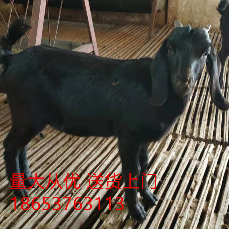 出售精品努比亚黑山羊 纯种努比亚黑山羊种公羊 3个月