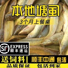 正宗本地塘角鱼批发活物本地塘鲺三黄塘鲺胡子鲶鱼苗塘角鱼苗便宜