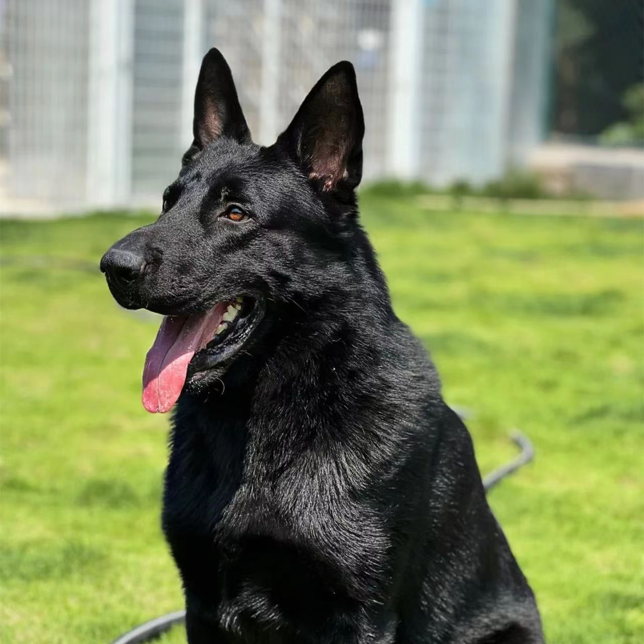 纯种东德牧羊犬幼犬活体东德狼狗工作犬幼崽狗狗纯黑小狗宠物犬