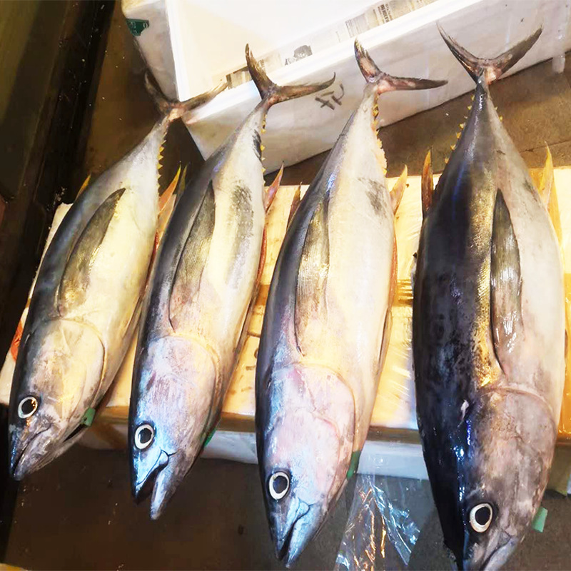 金枪鱼整条批发生鲜蓝旗刺身鲜活新鲜黄鳍大目金枪肉【量大从优】