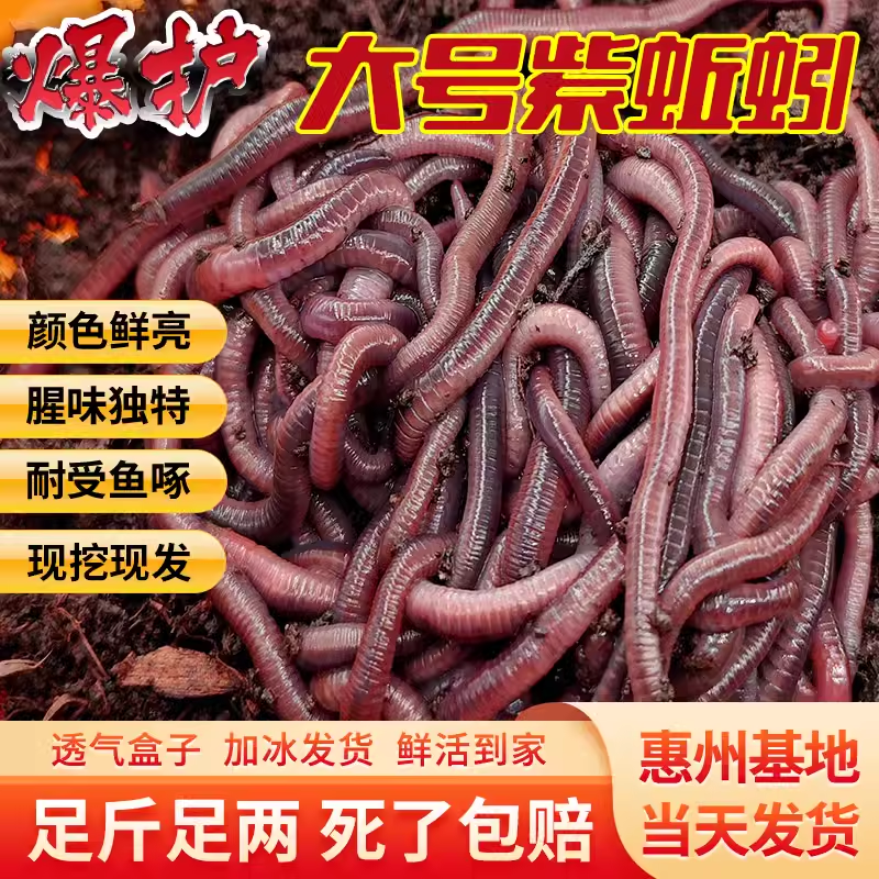 蚯蚓活饵活体 鲜活钓鱼饵料 大红虫活蚯蚓野钓广东垂钓龟蛇宠物料