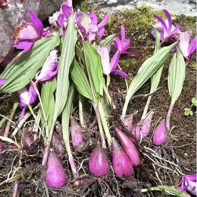 新货鲜货云南深山药材山慈菇毛慈姑水白及圆白芨独白芨-阿里巴巴