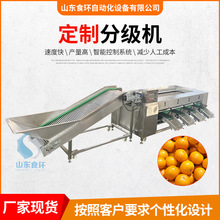 厂家土豆红薯分级机 全自动荔枝清洗分级流水线 自动称重分选机