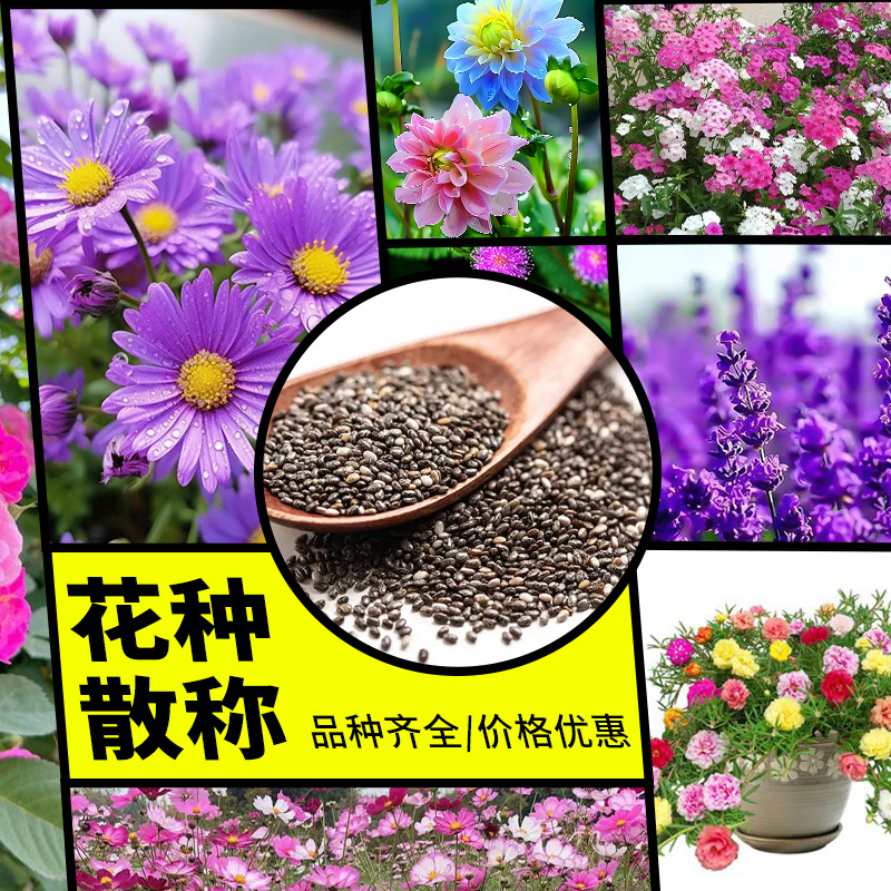 散称花种子大全花籽太阳花波斯菊野花组合向日葵百日草薄荷薰衣草