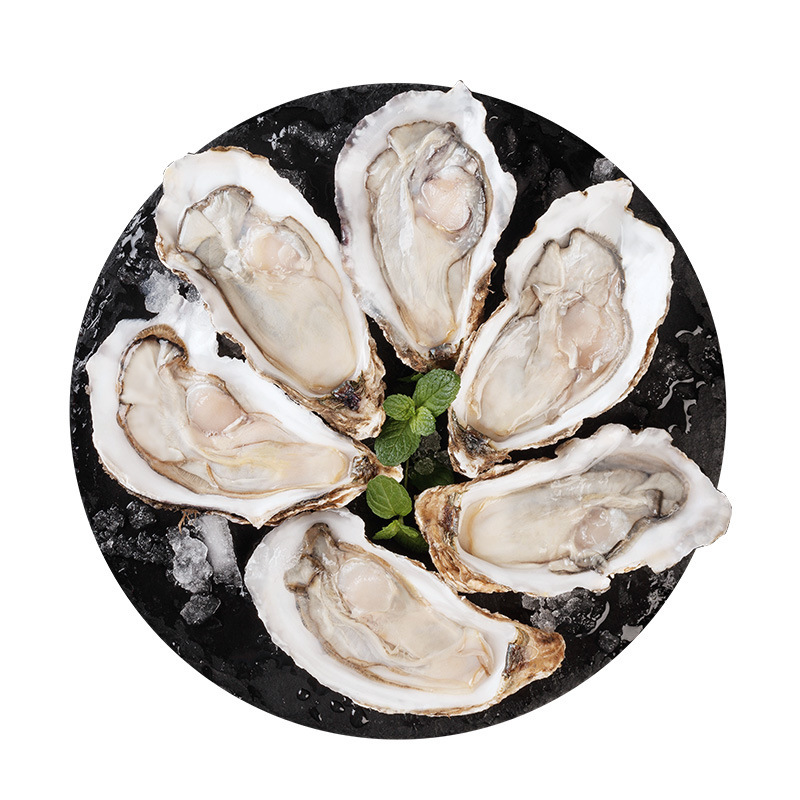 半壳鲜冻生蚝 生蚝牡蛎 新鲜肥美半壳生蚝 烧烤地摊商用食材成都