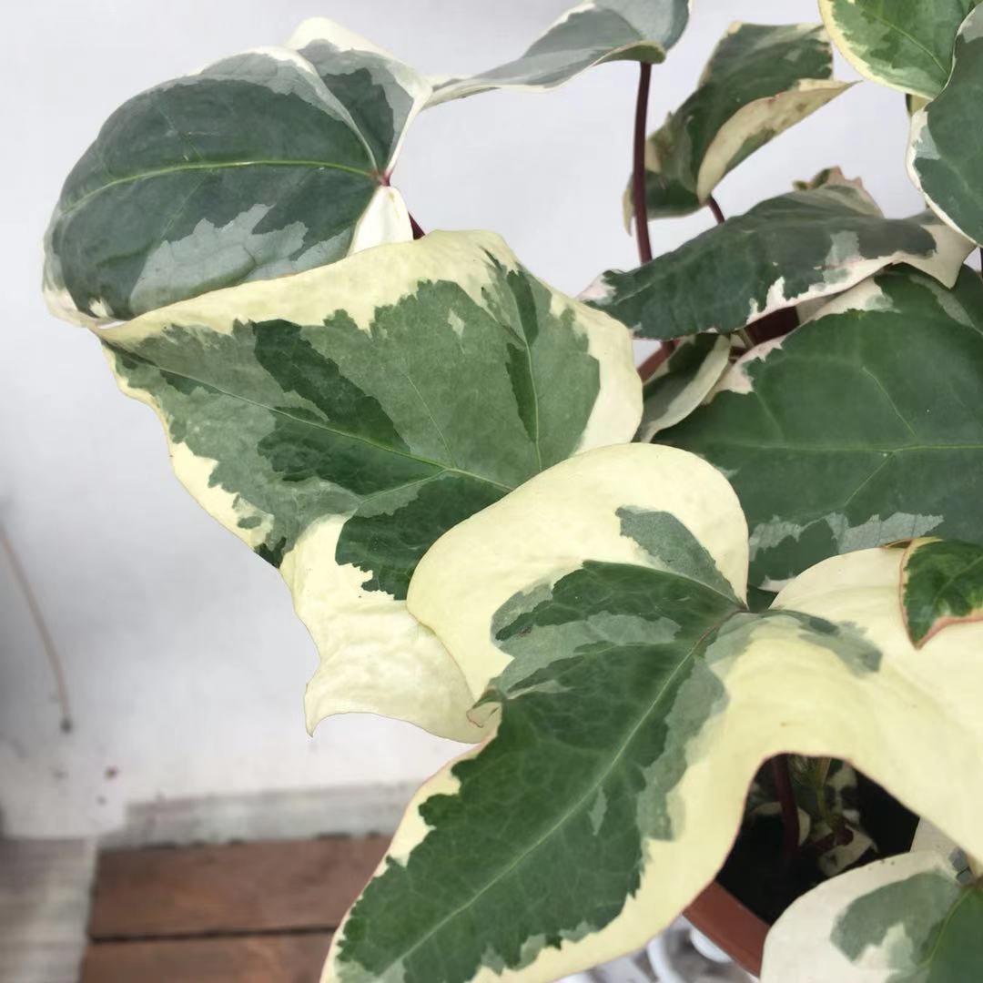 大叶花叶常春藤盆栽金边四季常青阳台庭院室内花卉绿植垂吊植物