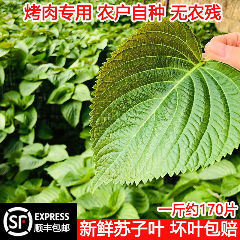 苏子叶新鲜东北紫苏叶食用100g份韩国泡菜烤肉绿苏子朝鲜延边批发