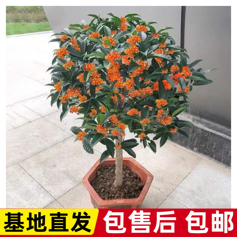 嫁接树苗四季桂大型花卉八月庭院原生金丹天香台阁沉香地盆栽