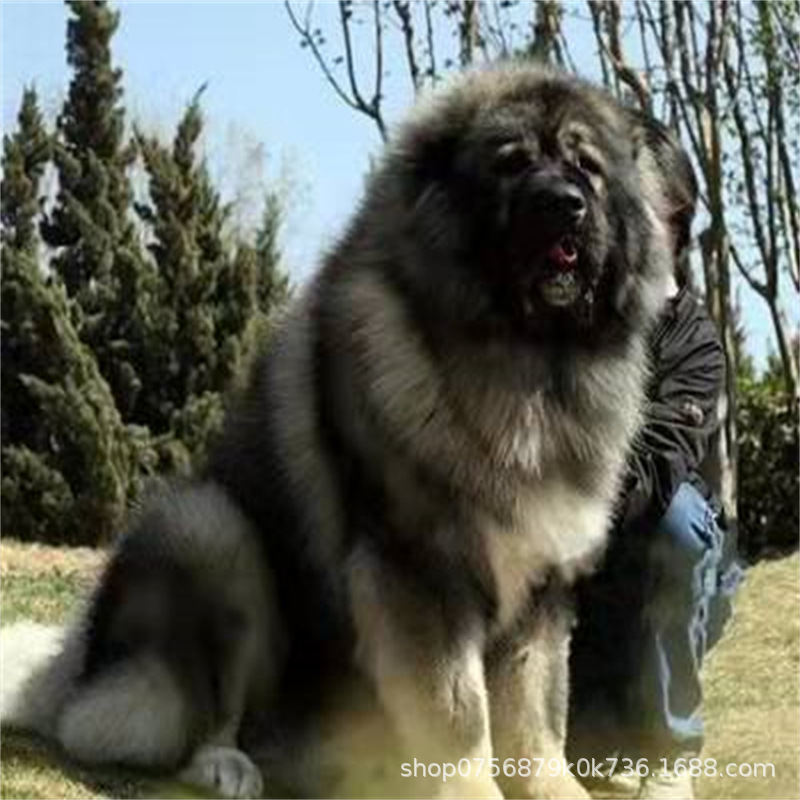 高加索犬巨型纯种