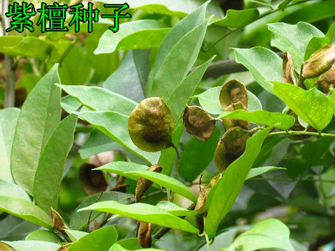 出售印度紫檀进口林木种子 小叶紫檀木种子 檀香紫檀树种子标准