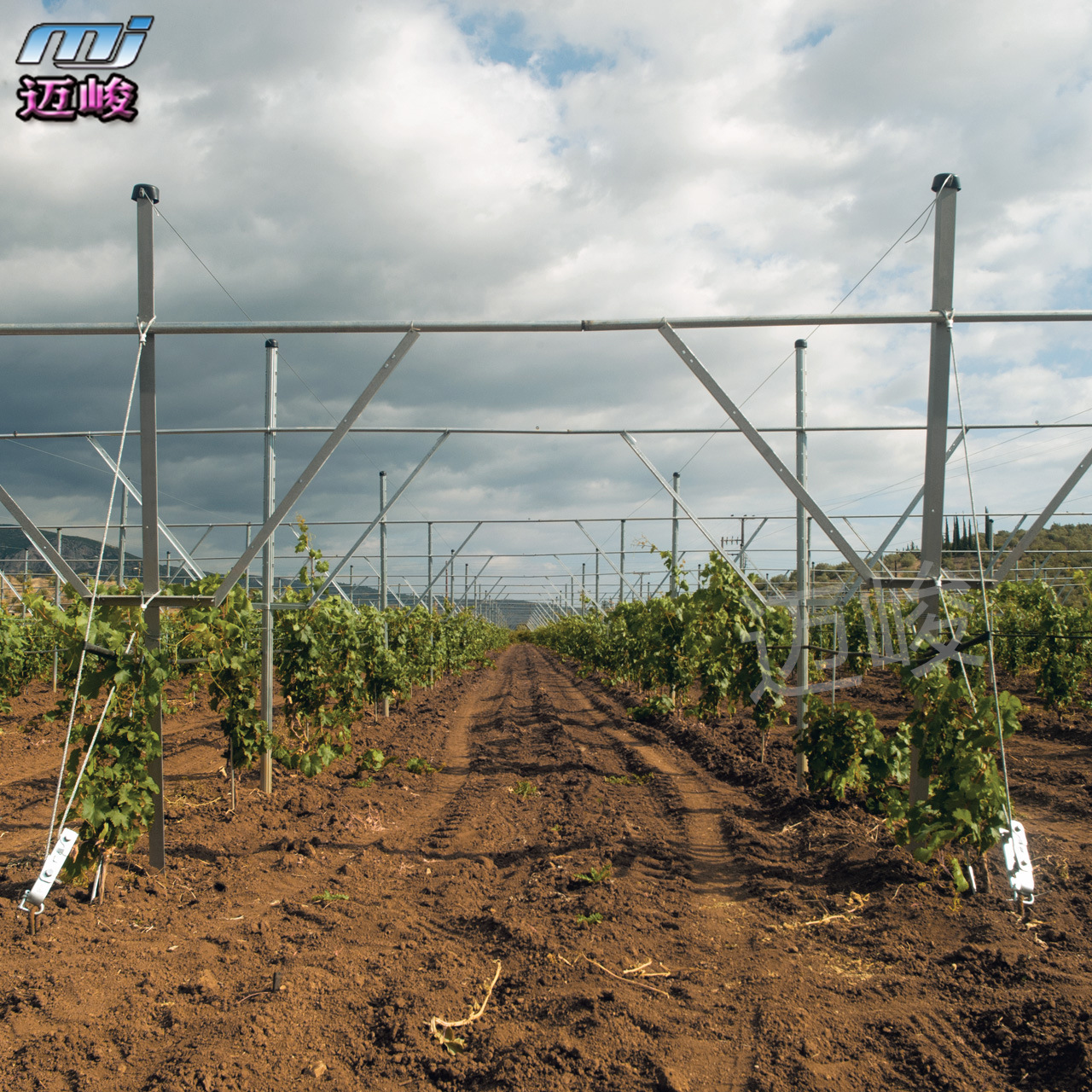 农业果园用镀锌金属立架 y型t型v型等葡萄园用金属立杆 可定做