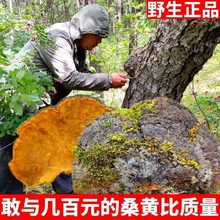 桑黄野生西藏的功效与作用多少钱一斤正宗批发桑树特级东北