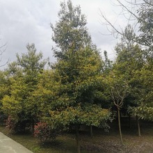 金丝楠木苗木5-15公分桢楠帝王木绿化植物批发