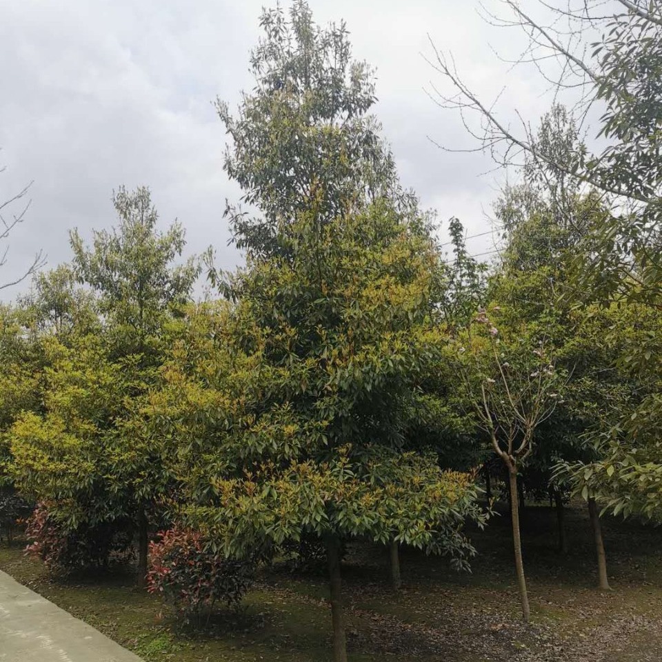 金丝楠木苗木5-15公分桢楠帝王木绿化植物批发-阿里巴巴