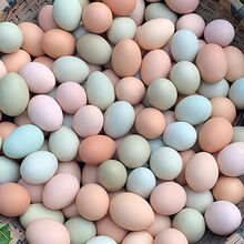 正宗农家散养绿壳乌鸡蛋新鲜笨鸡蛋混合装儿童孕妇月子蛋整箱批发