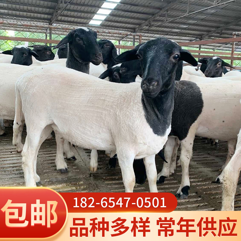 现货常年供应杜泊绵羊纯种黑头萨福克绵羊活体作种羊羔