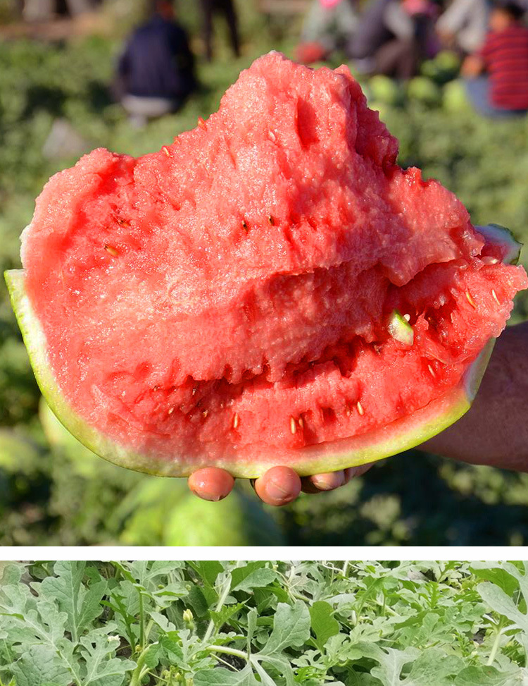 冰糖玉麒麟西瓜种子 农田菜园中早熟长势旺盛红肉细脆多汁西瓜籽
