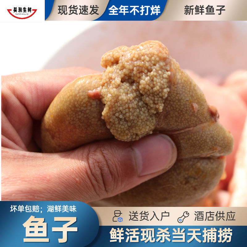 鱼泡 鱼子鱼籽冷冻鲤鱼鱼杂鱼油鱼白1斤2斤3斤鲫鱼