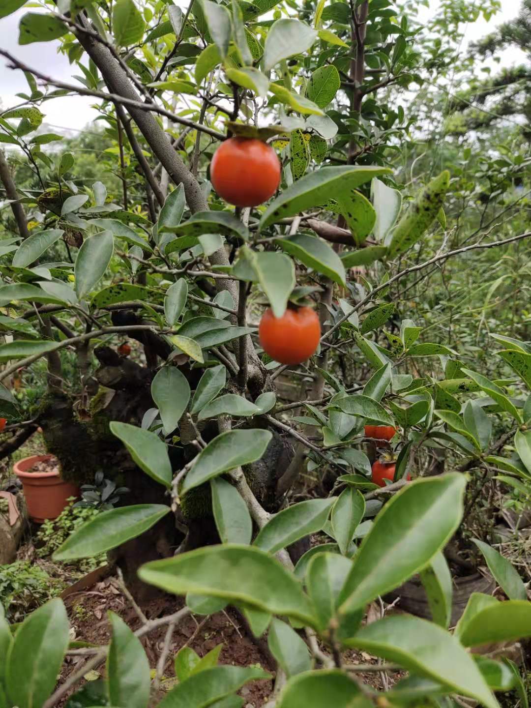 金弹子盆景瓶兰花黑塔子金弹子生桩素材桩绿植公桩母桩练手桩