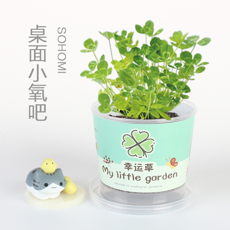 儿童种植小盆栽幼儿园向日葵植物学生观察绿植种子盒diy迷你盲盒