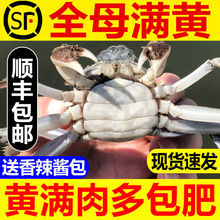 净重公母小螃蟹鲜活大闸蟹活体一二元蟹毛蟹稻田蟹河蟹15-60只