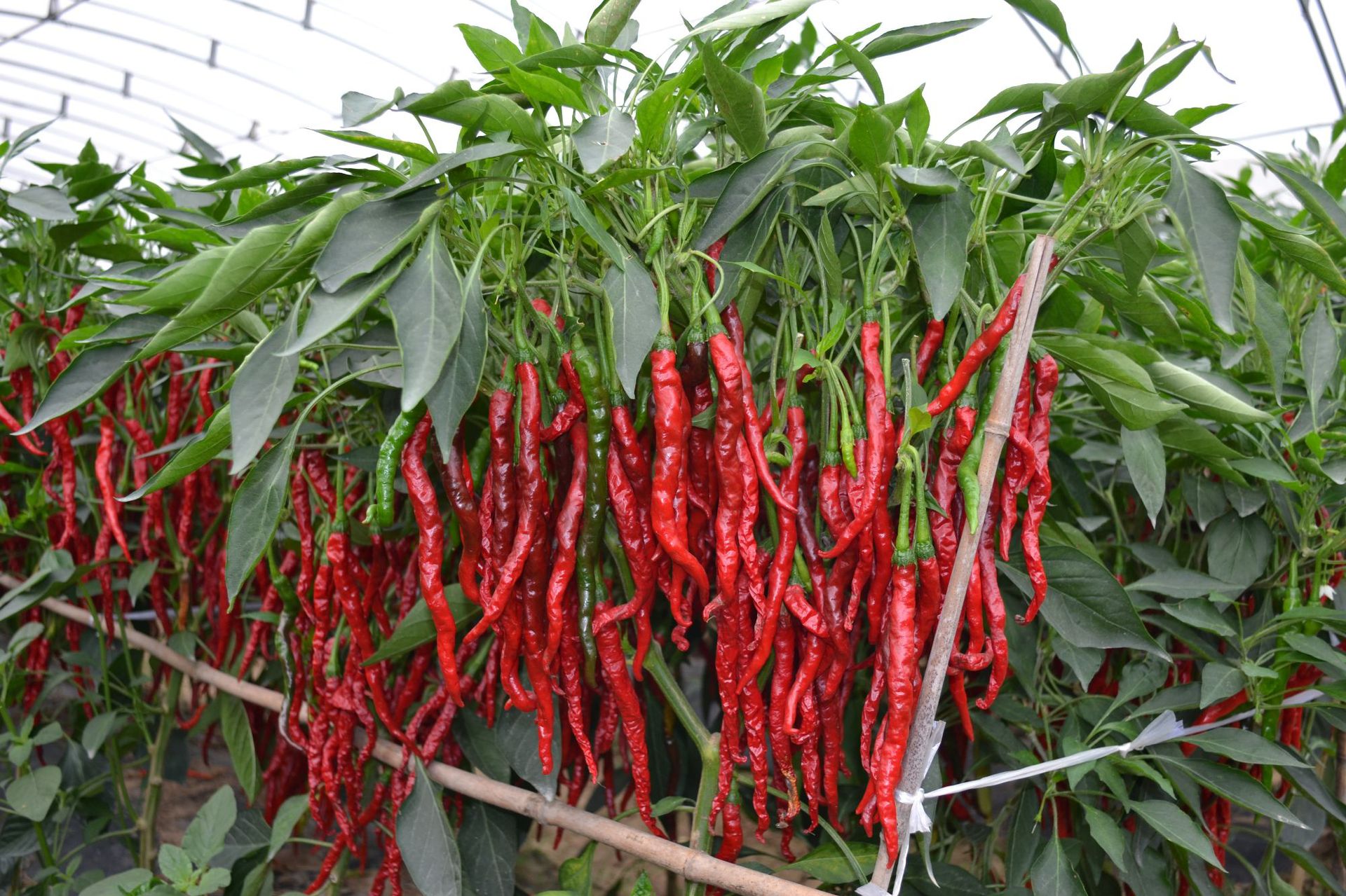 厂家直销宝鸡德信160g精装辣椒段炒菜凉菜干辣椒段 辣椒火锅专用