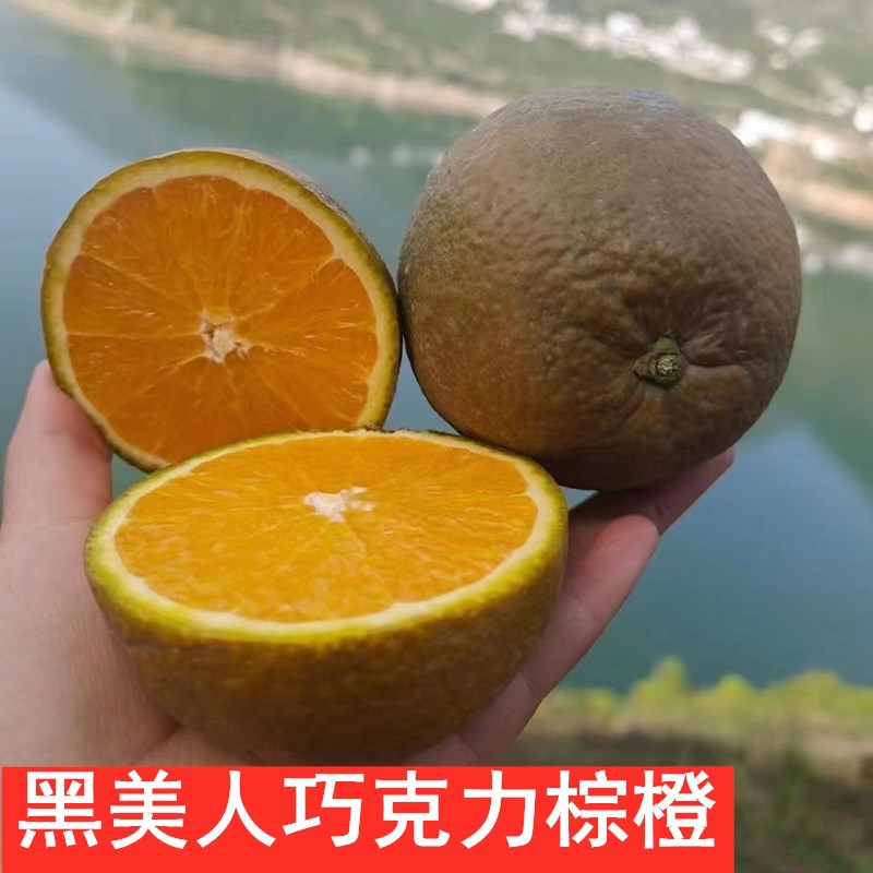黑美人巧克力棕橙现摘水果批发秭归脐橙整箱新鲜多汁薄皮甜橙子