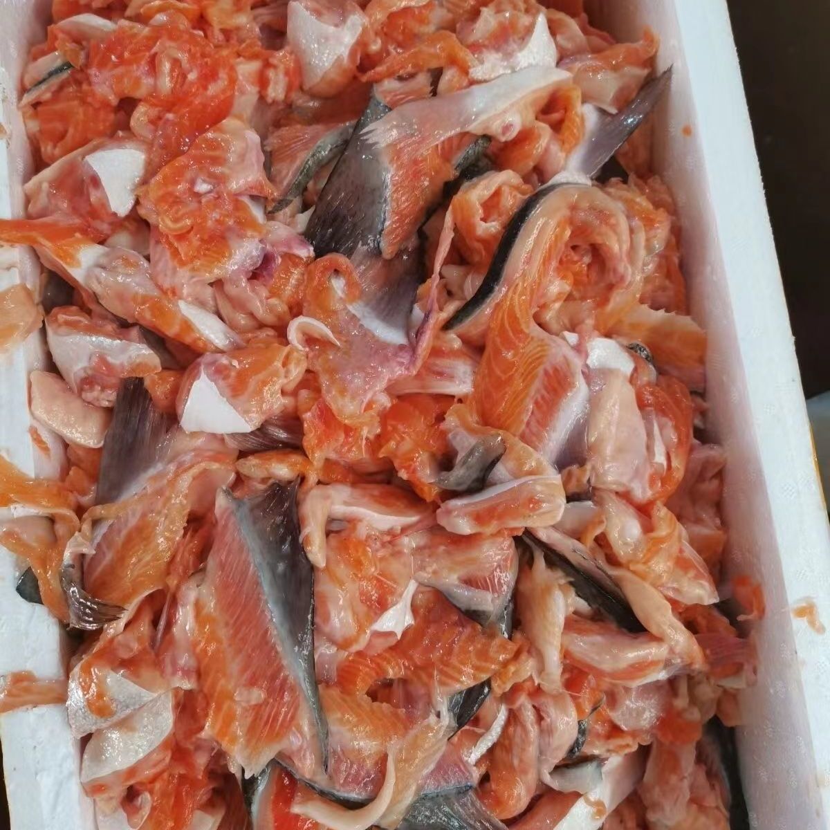 三文鱼边角料特价清仓下脚料冰鲜鱼当天当天现切宠物猫粮狗粮