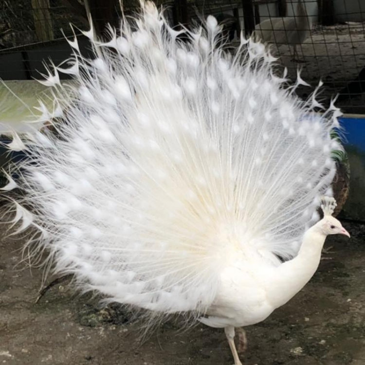 白孔雀多少钱一只