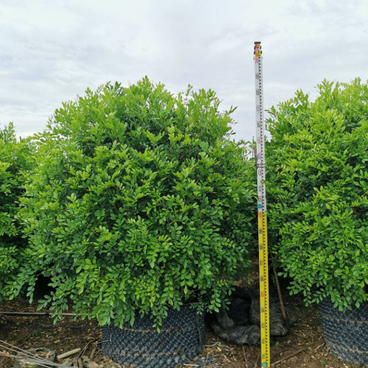 【九里香球】-九里香球厂家,品牌,图片,热帖-阿里巴巴