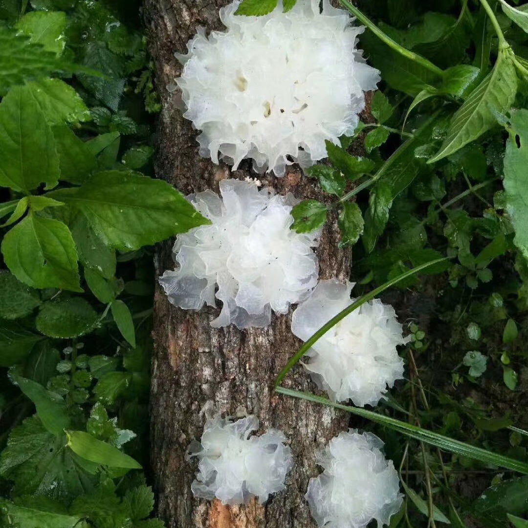 农家特产椴木小银耳干货批发 软糯出胶银耳产地直发-阿里巴巴