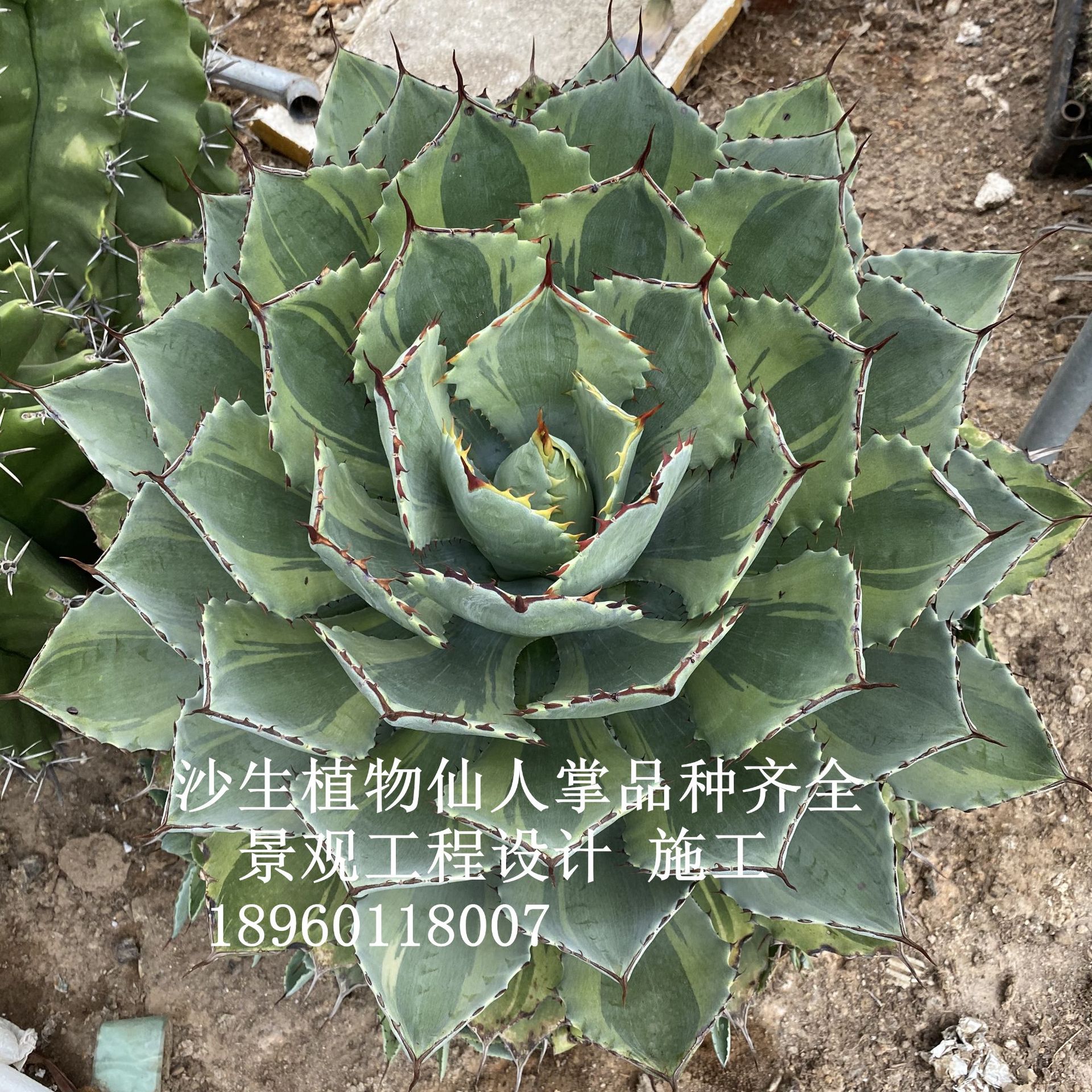 大型吉祥冠锦龙舌兰科盆栽品种植物大型沙生植物多肉室内好养造景