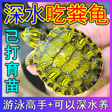 深水黄耳龟小乌龟活物冷水家养清洁龟专吃鱼粪鱼屎鱼缸混养深水龟