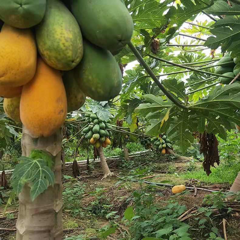 树上熟雷州冰糖木瓜 新鲜应季水果木瓜 自家农场现摘现发