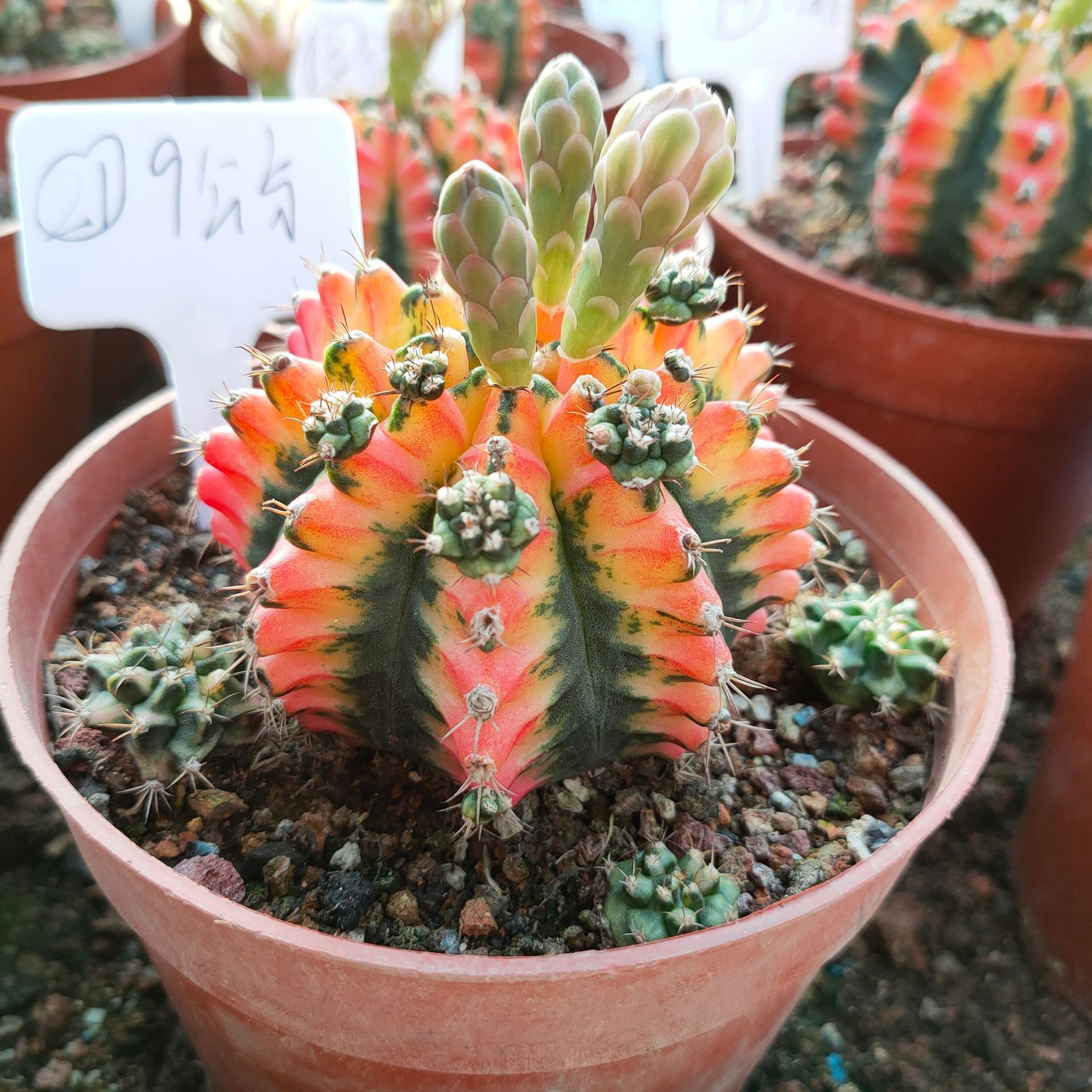 花蝴蝶肋骨牡丹锦仙人球仙人掌多肉植物实图均可一物一拍绯牡丹