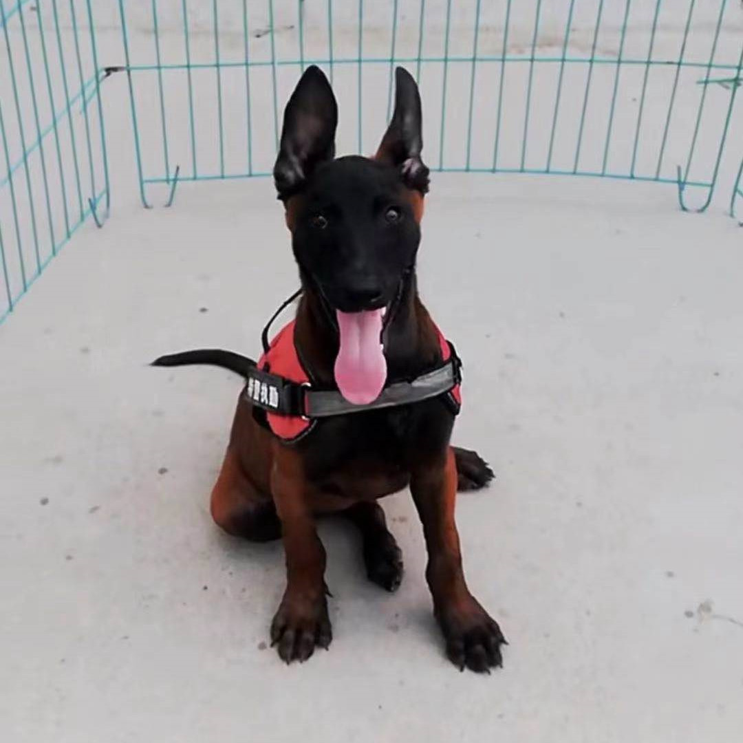 出售马犬幼犬活体比利时牧羊犬大骨架贴身短毛三个月马犬多少一只