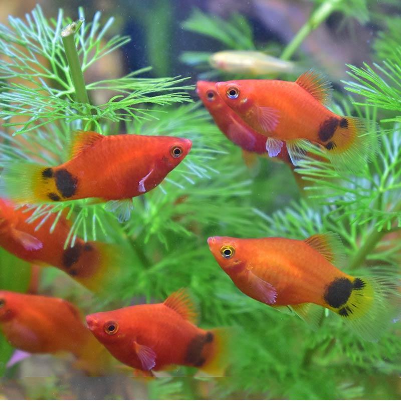 热带小鱼米奇鱼观赏鱼月光鱼胎生鱼小型鱼活体好养活新手金鱼包邮