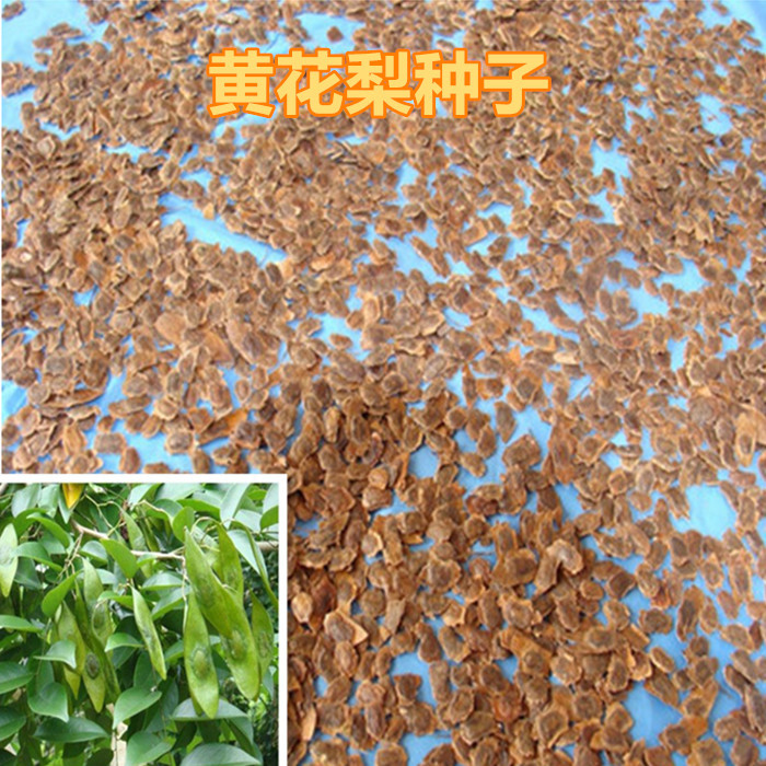 黄花梨种子正宗海南黄花梨树种子 黄檀树籽 花梨木 降香木 香红木