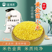 泥河湾 黄金苗小米5斤有机黄小米杂粮粥农家自种小米粥小黄米新米