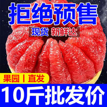 【正宗】福建红心蜜柚新鲜大果平和当季红肉柚子孕妇水果现摘批发