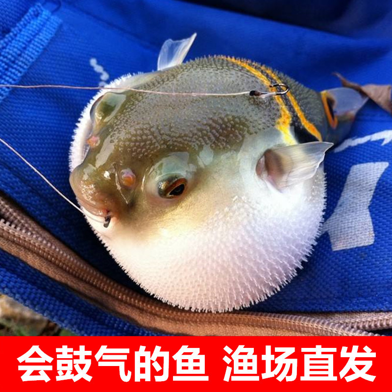 河豚鱼观赏鱼潜水艇气泡鱼鼓气鱼宠物皇冠狗头麒麟活体眼睛娃娃绿