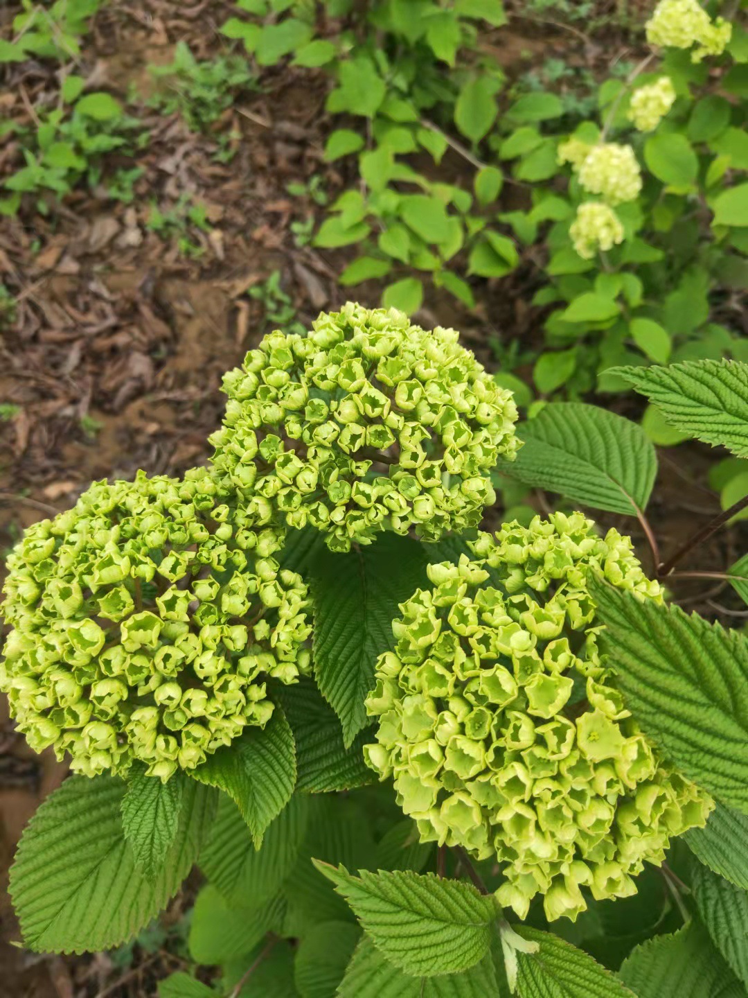 中华木绣球树苗木本耐寒大花斗球白麻球室外庭院地栽花卉阳台盆栽