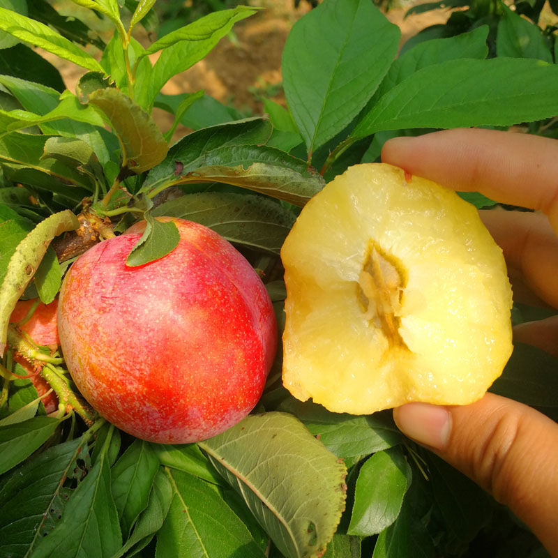 大红袍李子东北特产香蕉李子脆脱骨酸甜新鲜水果李子2斤5顺风