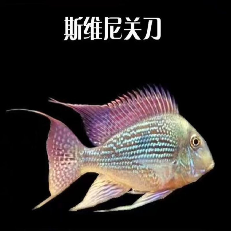 斯威尼关刀鱼南美食土鲷鱼珍珠关刀曼龙鲷科鱼活体短鲷观赏鱼系列