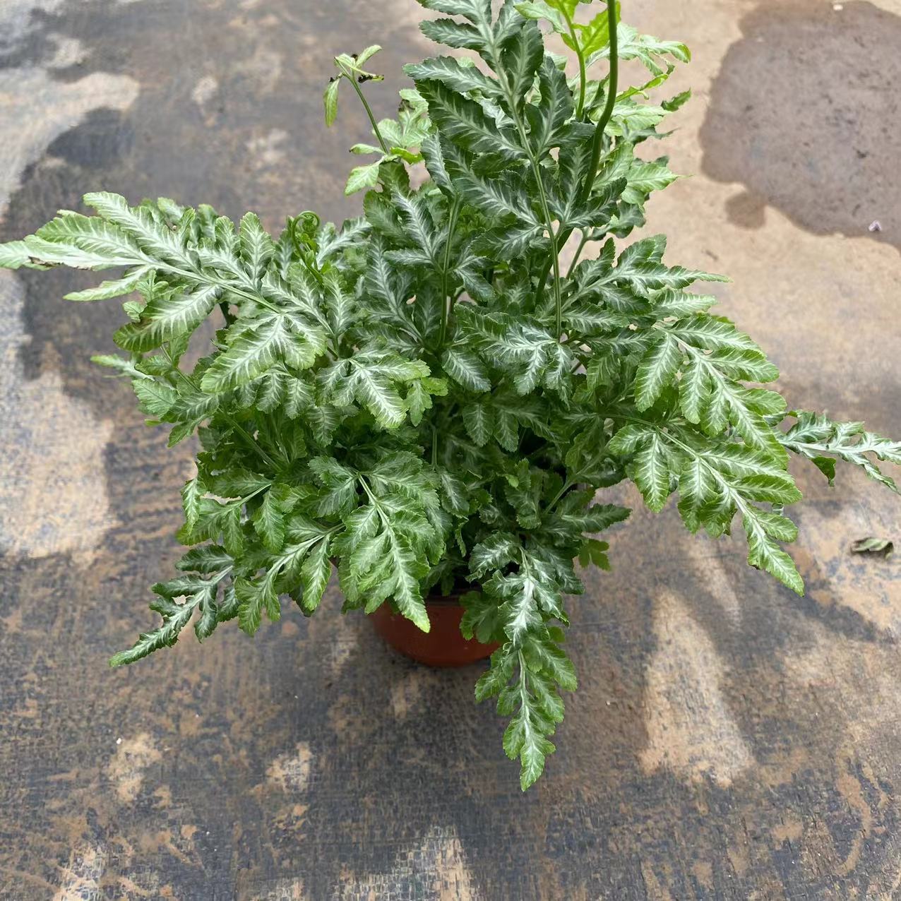 夏雪银线蕨银脉凤尾蕨盆栽喜阴喜湿蕨类室内办公室好养观叶植物