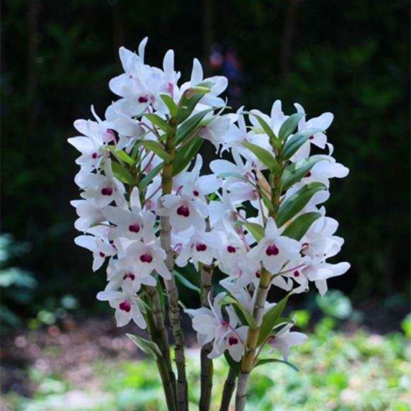 全系列金钗石斛 超香 花期长达2个月以上四季开花-阿里巴巴