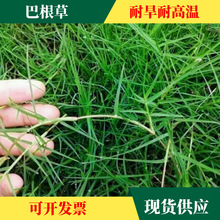多年生草籽 巴根草 铁线草种子防止土流失繁殖快 护坡耐热耐旱草