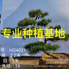 大长飘黑松批发 日本黑松基地 别墅庭院造景树 本地造型黑松