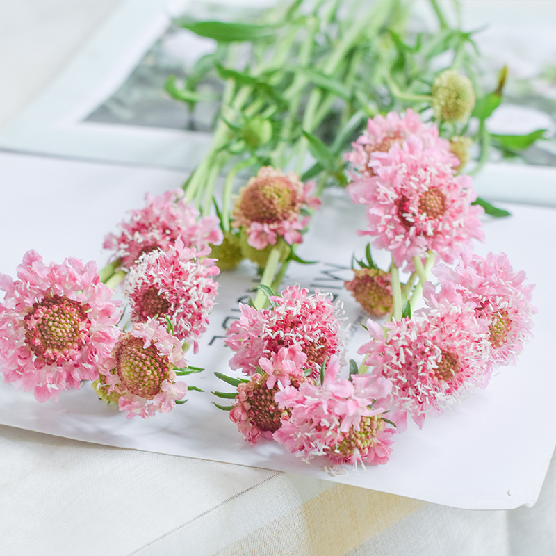 松虫草翠珠松红梅松虫果蓝盆花昆明基地直供居家鲜切花